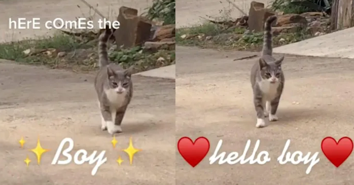 The Here Comes the Boy TikTok Proves Cats Still Own the Internet