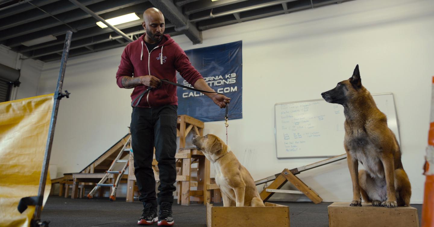 jas leverette dog trainer jas leverette dog trainer
