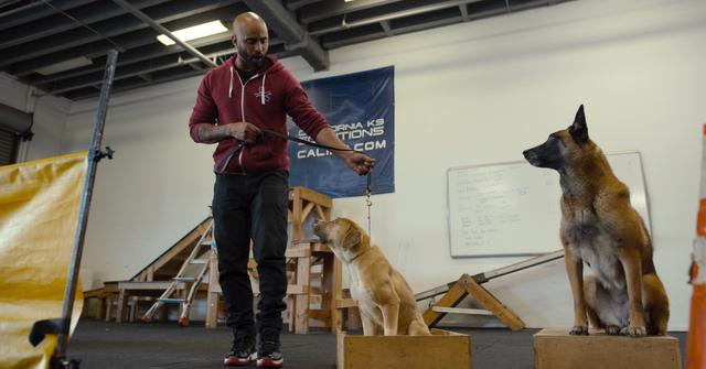 'Canine Intervention' Netflix Controversy: Dog Trainers Are Calling to