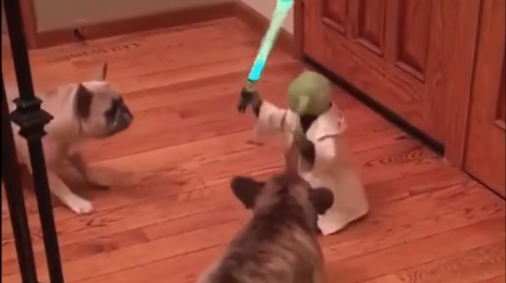 yoda dog toy