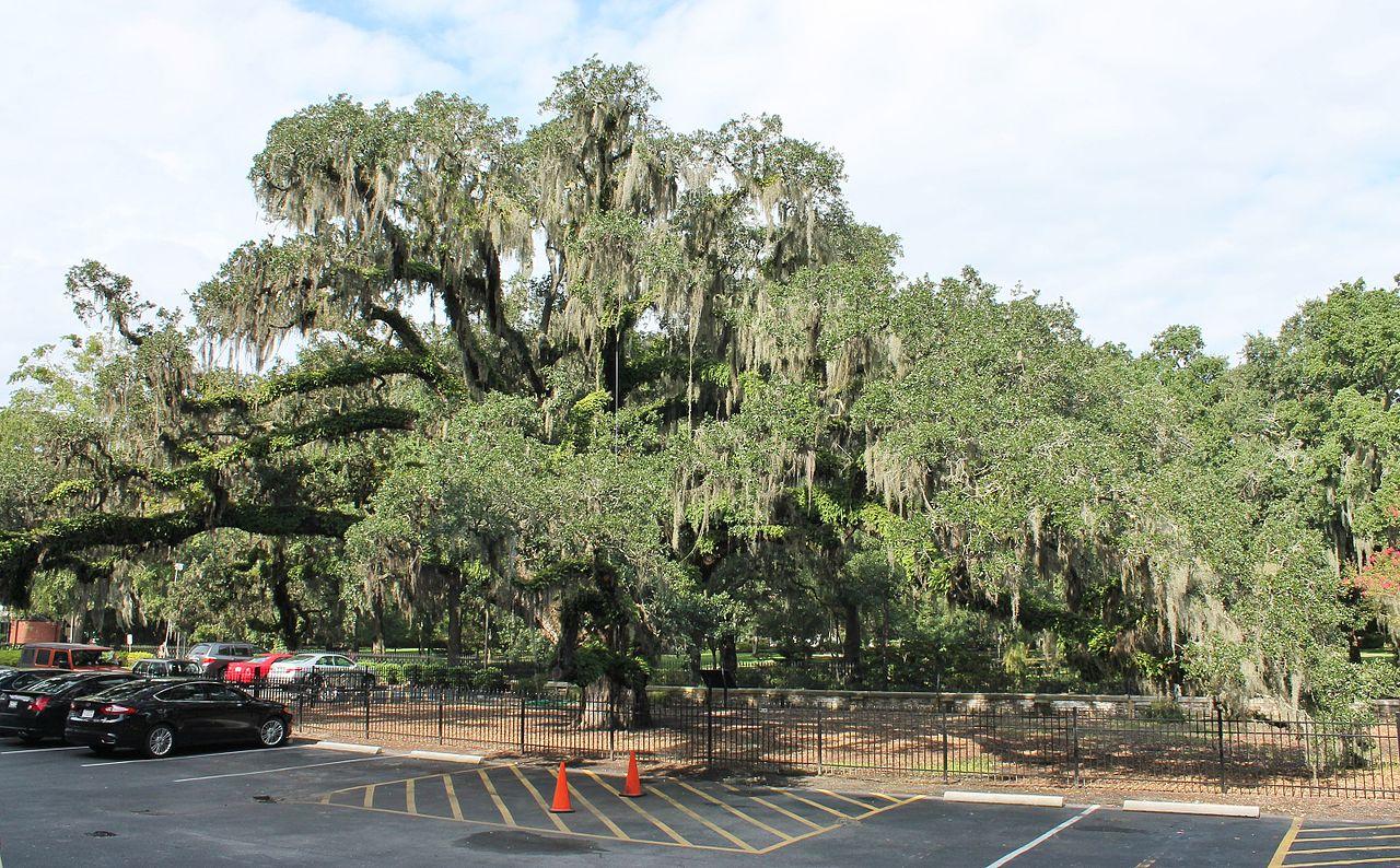 candler oak tree