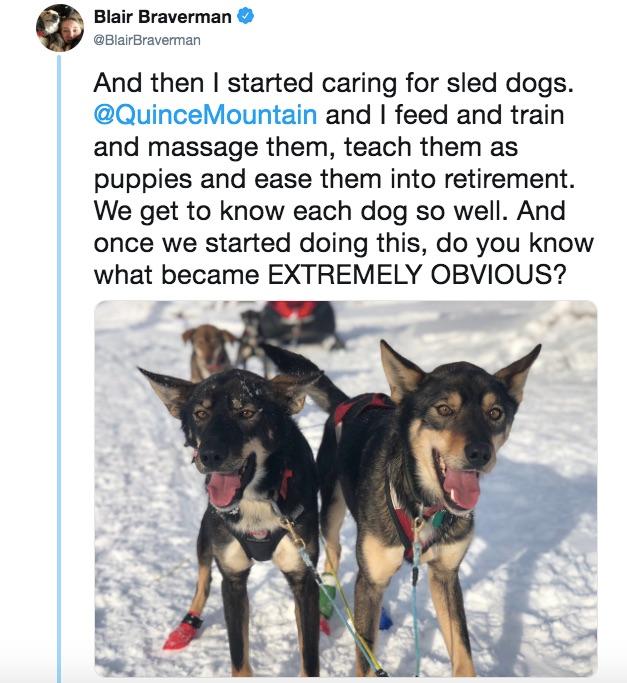 sled dogs