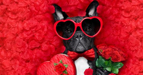funny Valentine's Day dog with heart sunglasses and a box of chocolate