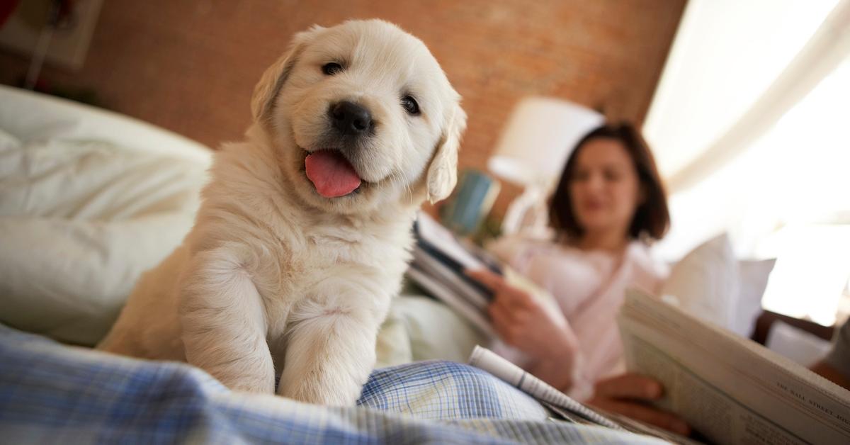 Golden retriever puppy sitting on bed, couple reading in background - stock photo