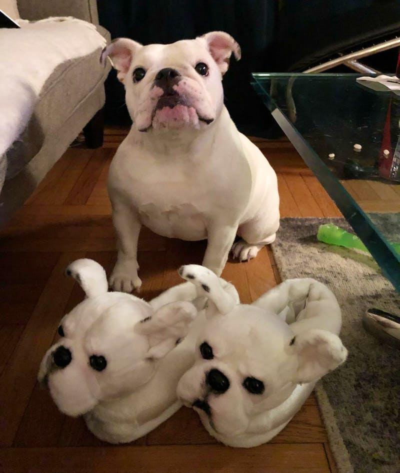 custom made dog slippers