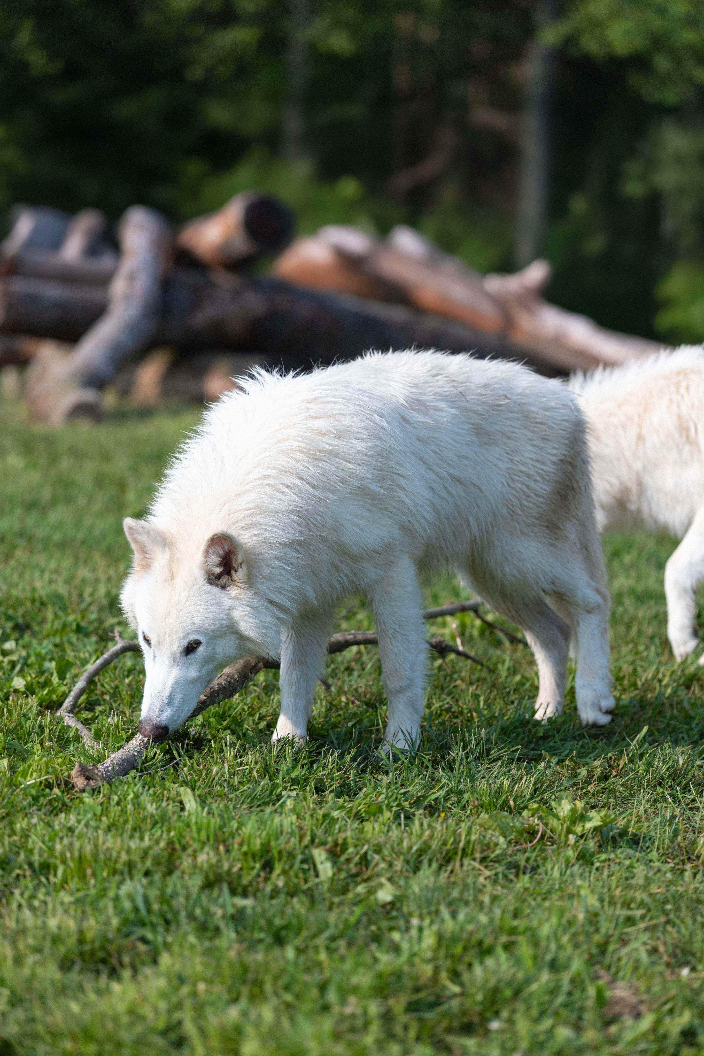 dire wolves