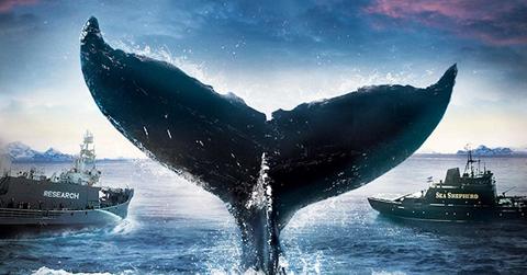 whale wars cover