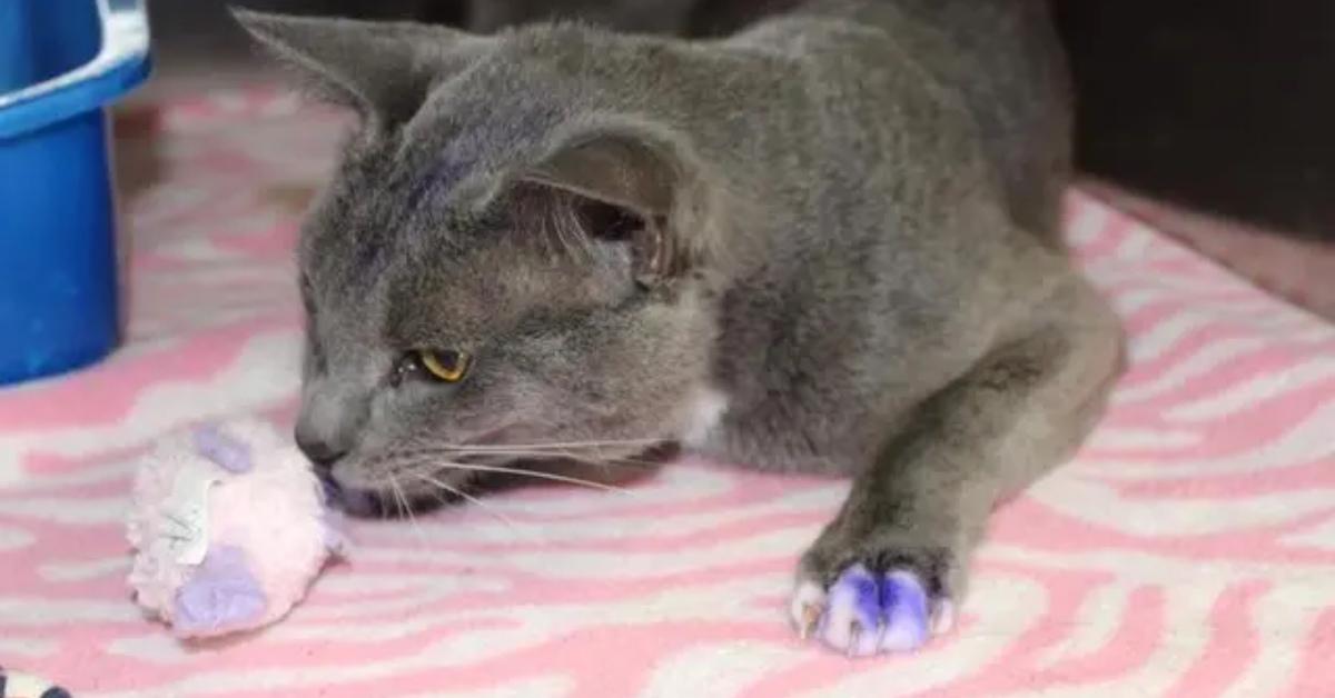 A stray cat with purple paws.