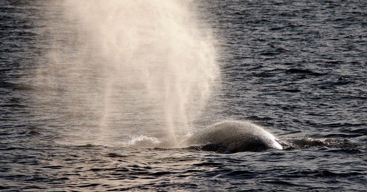 Whale above water