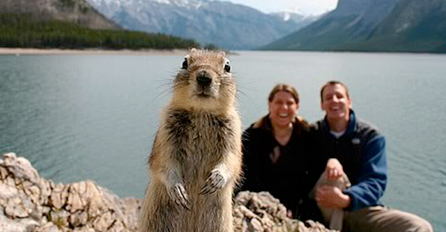 20 Animal Photobombs That Are Sure To Brighten Your Day