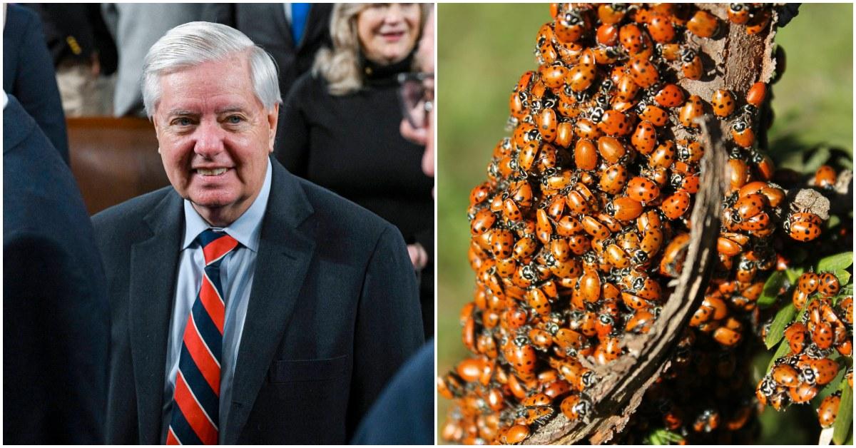 What the Lindsey Graham Ladybugs Reference Means