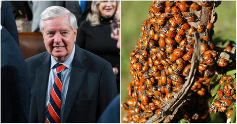 What the Lindsey Graham Ladybugs Reference Means