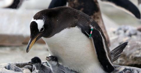 A Penguin sitting on its chicks.