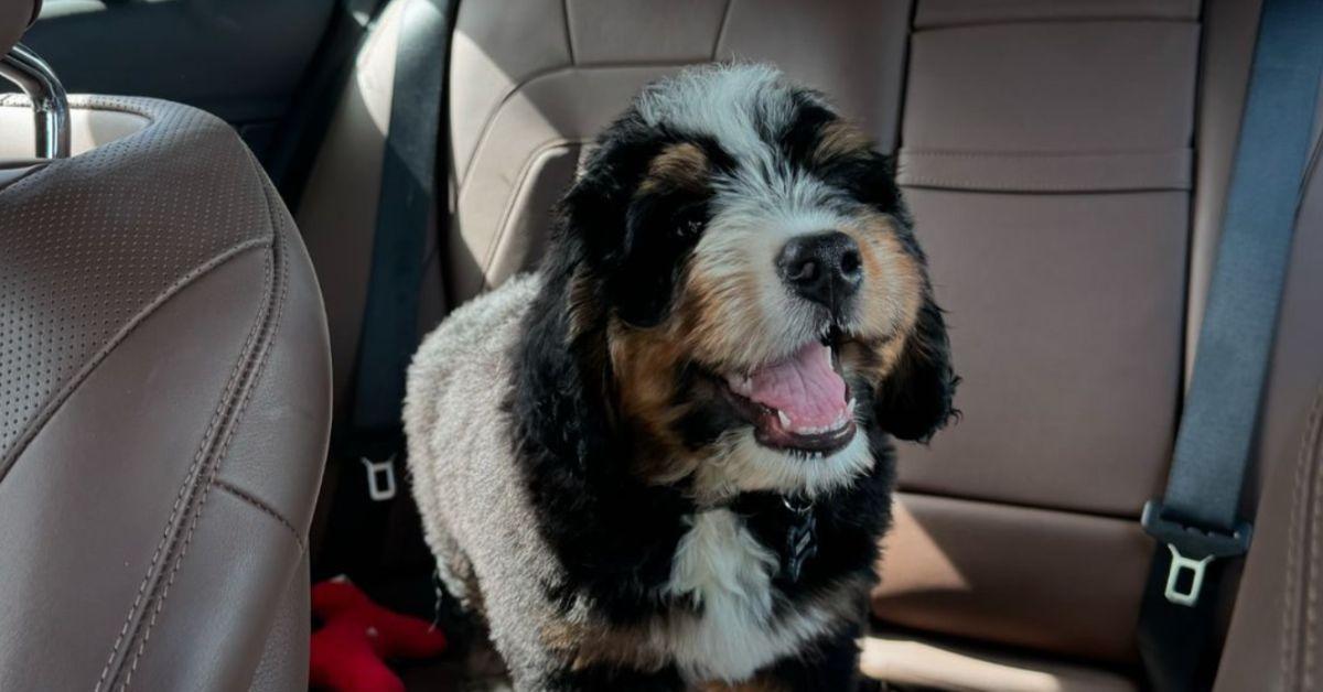 Baxter the bernedoodle puppy stands looking like he's smiling in the back of a car