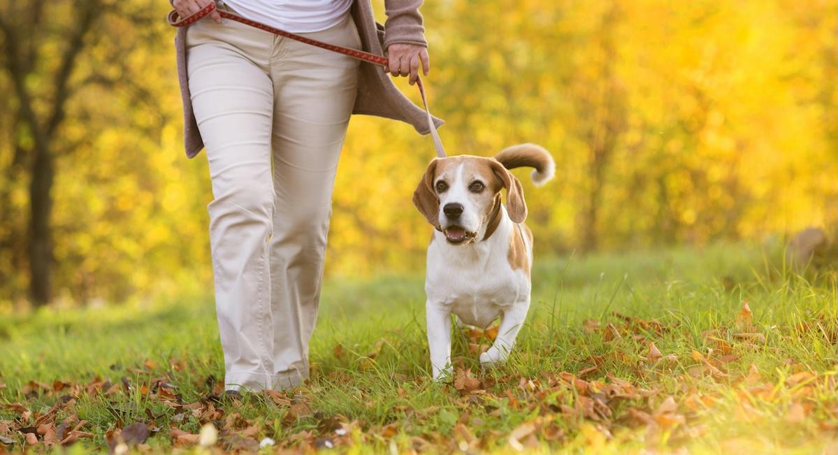 dog walking