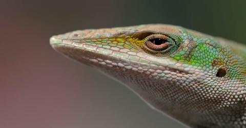 tiny creatures netflix animal abuse