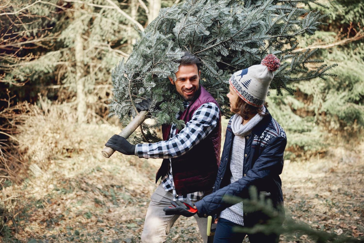 man and woman walking with freshly cut down christmas tree