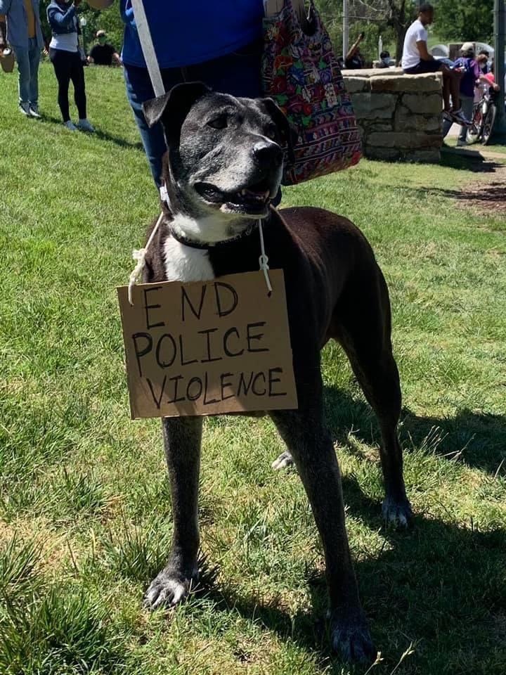 protest dog