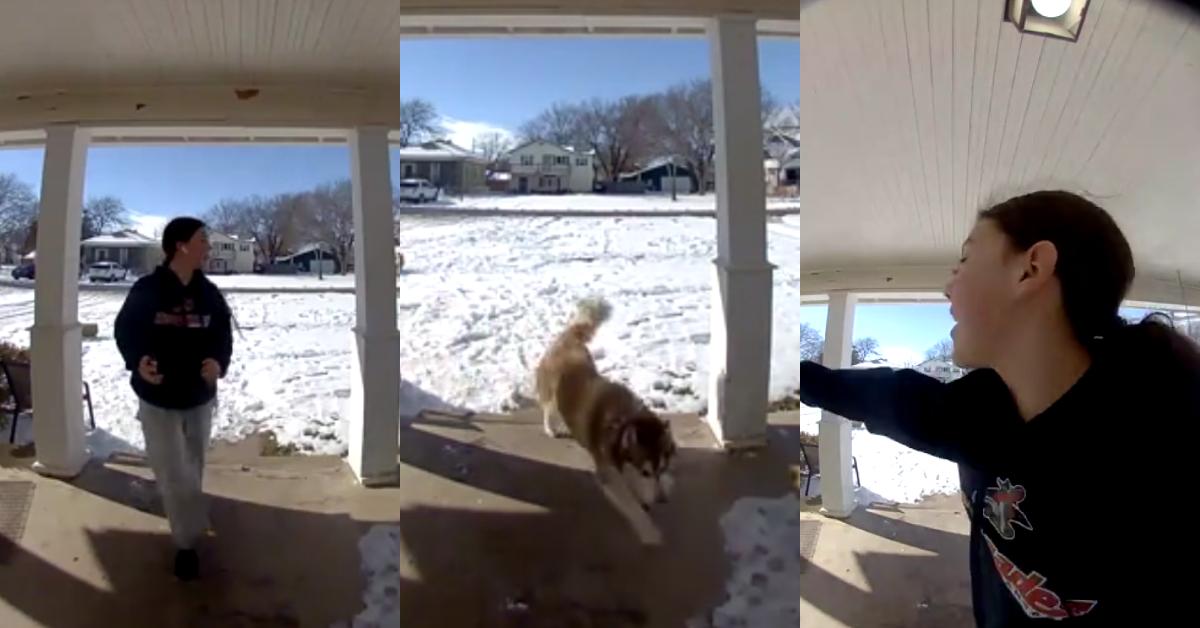 Exact Moment Neighbor Finds Lost Husky Captured on Camera