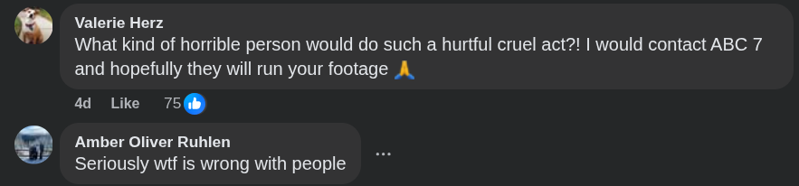 amazon driver steals cat