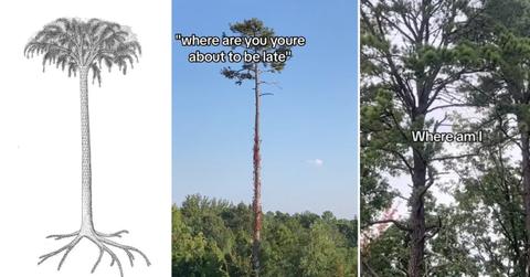Lepidodendron tree memes