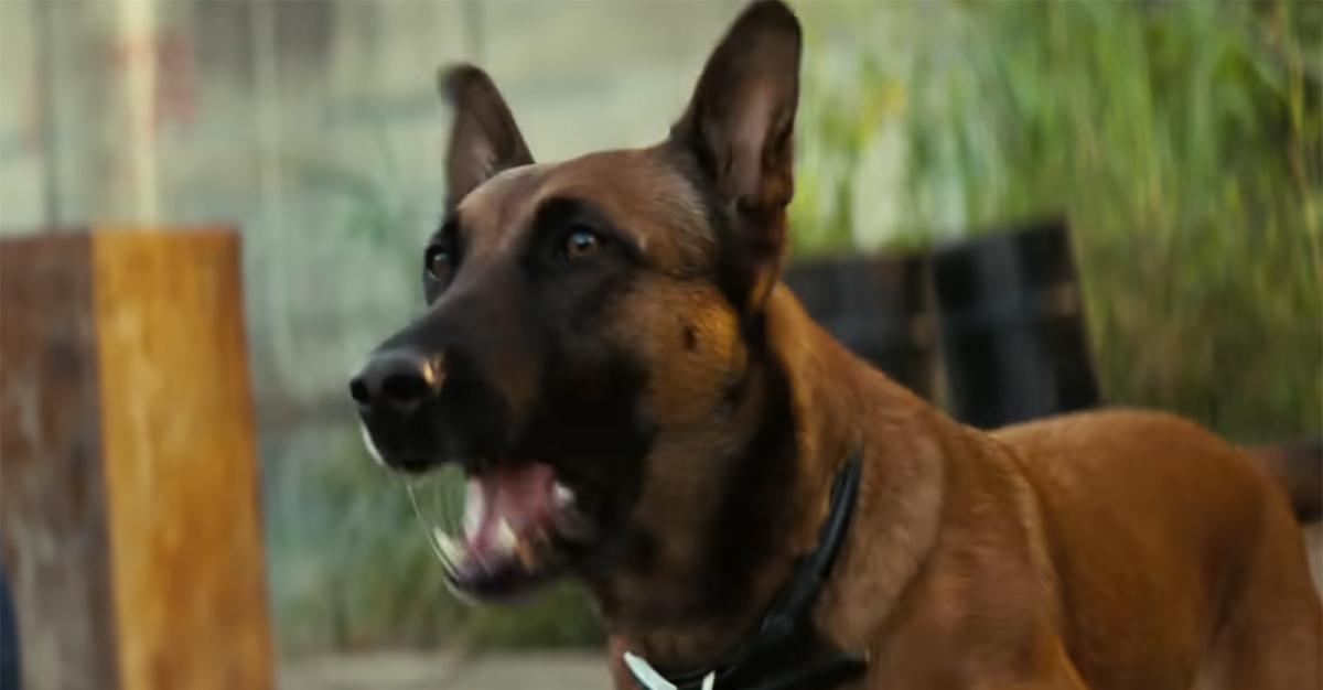 Does the Dog Die in Fallout? Her Fate in the Show, Explained