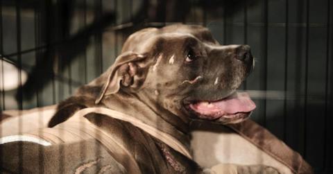 Lucy the dog on 'NCIS'