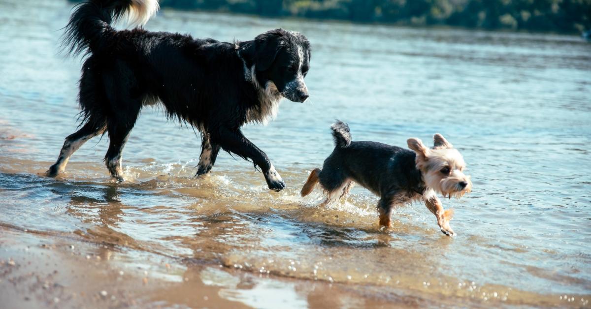 two different dogs running in shallow water on sand beach