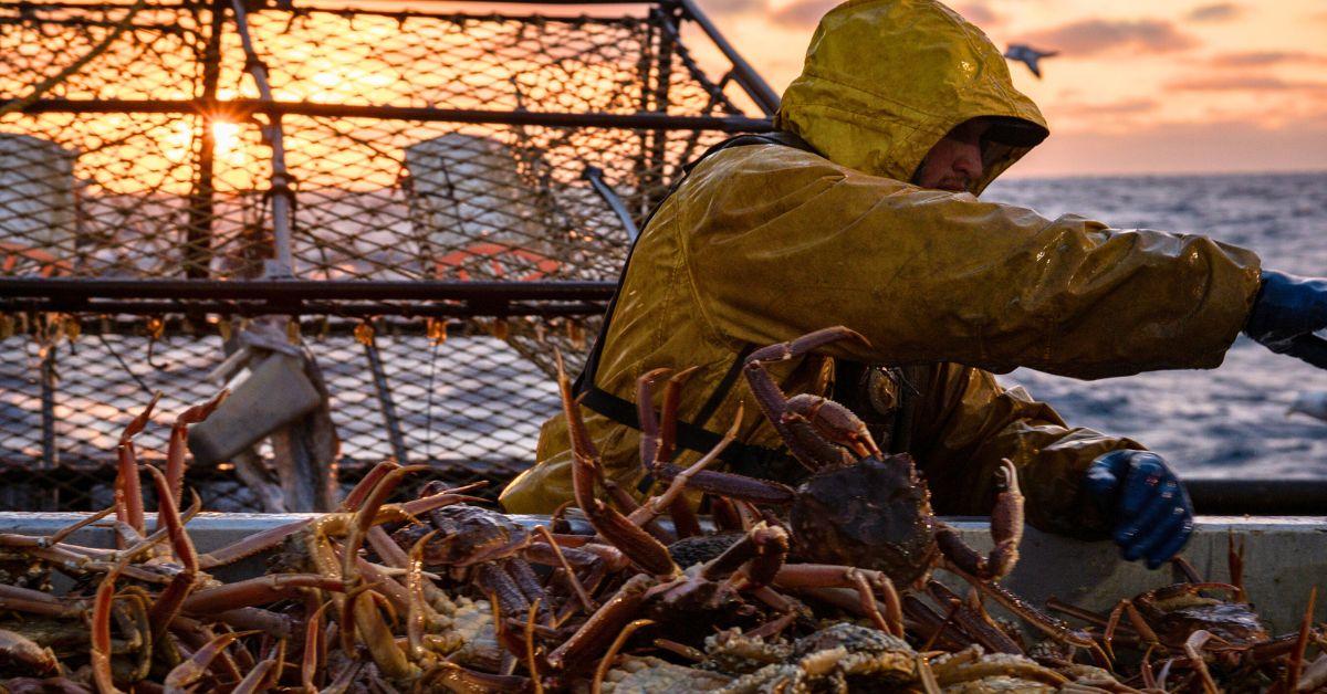 Crabber works with catch on the deck of FV Wizard