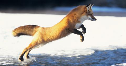 A red fox jumping across a creek.
