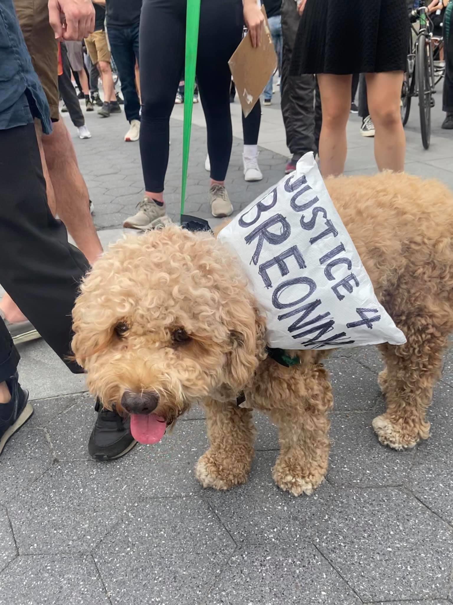 protest dog