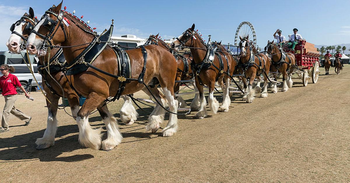 There are three teams of ten Budweiser Clydesdales in the country.