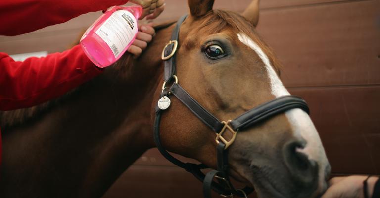 does-dressage-hurt-horses-the-answer-depends-on-who-you-ask