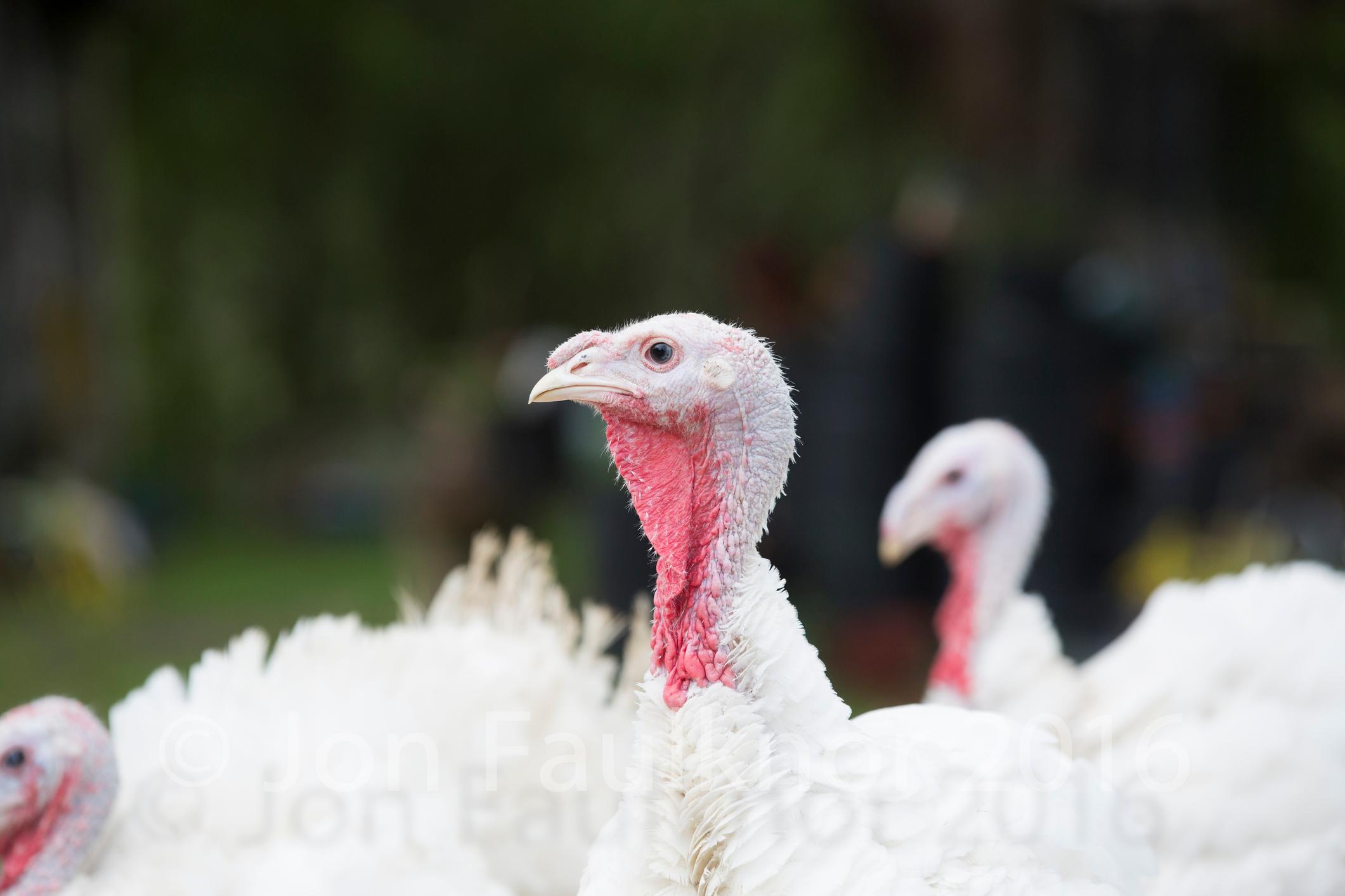 is turkey bad for you free range