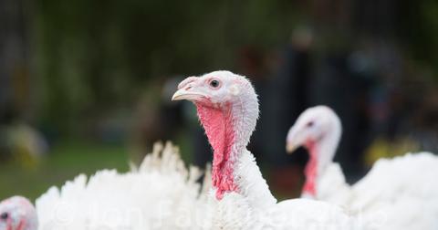 is-turkey-bad-for-you-free-range-1574708426792.jpg
