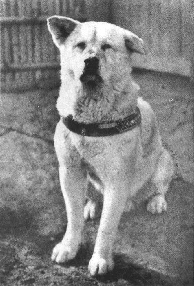 hachiko