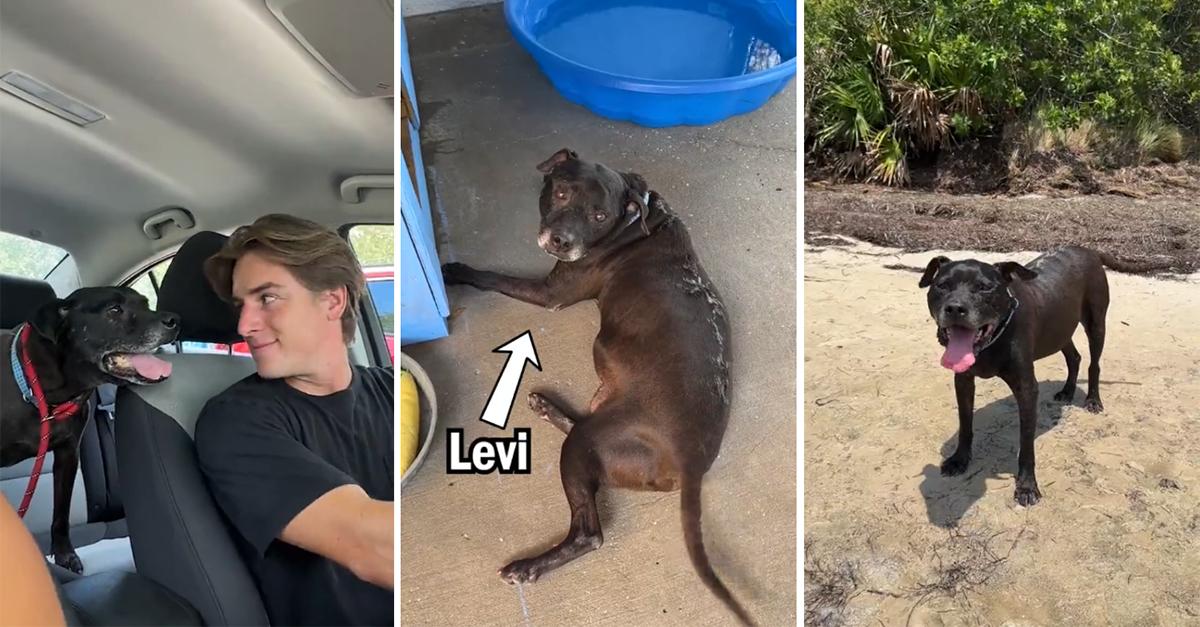 Man gives old shelter dog best day ever