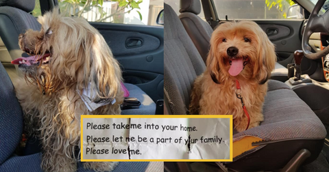 featured-puppy-1587503565761.jpg