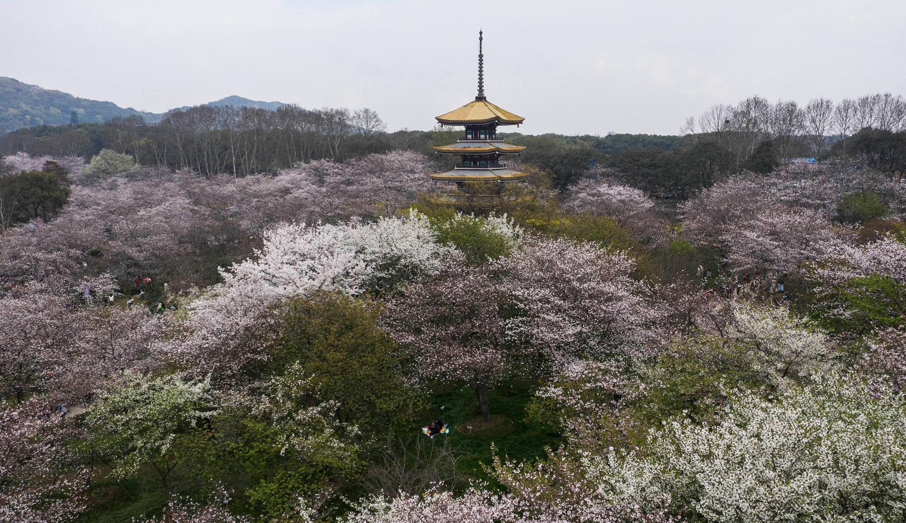 Spring In Wuhan.