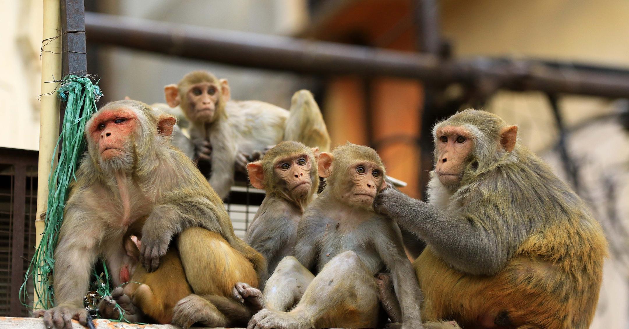 Monkeys In India Escaped A Lab And Took COVID-19 Samples With Them ...