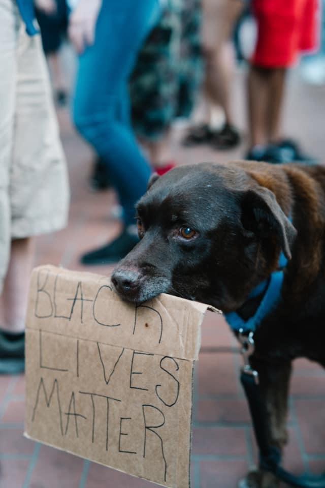 protest dog