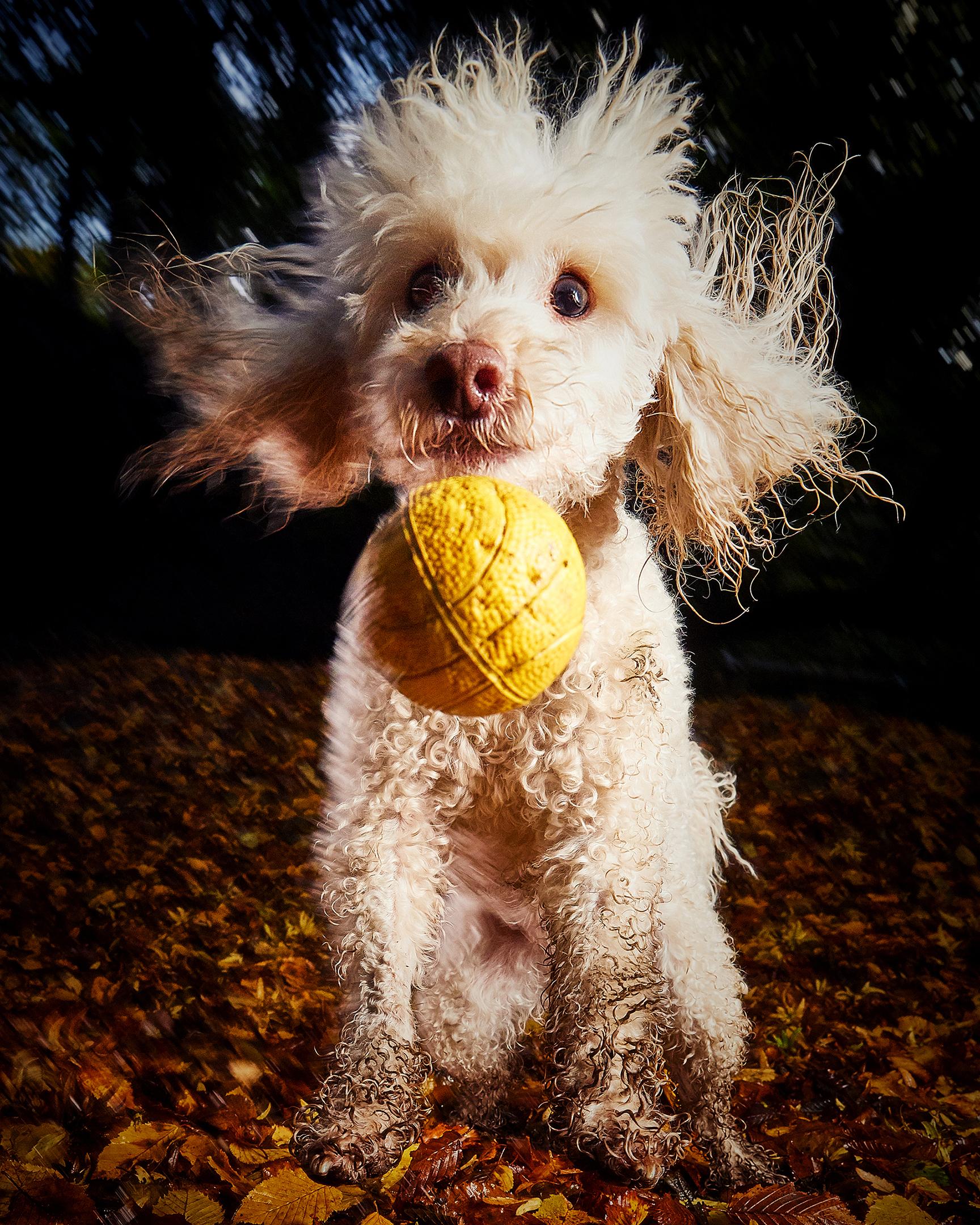 darren hall_poodle chaos_