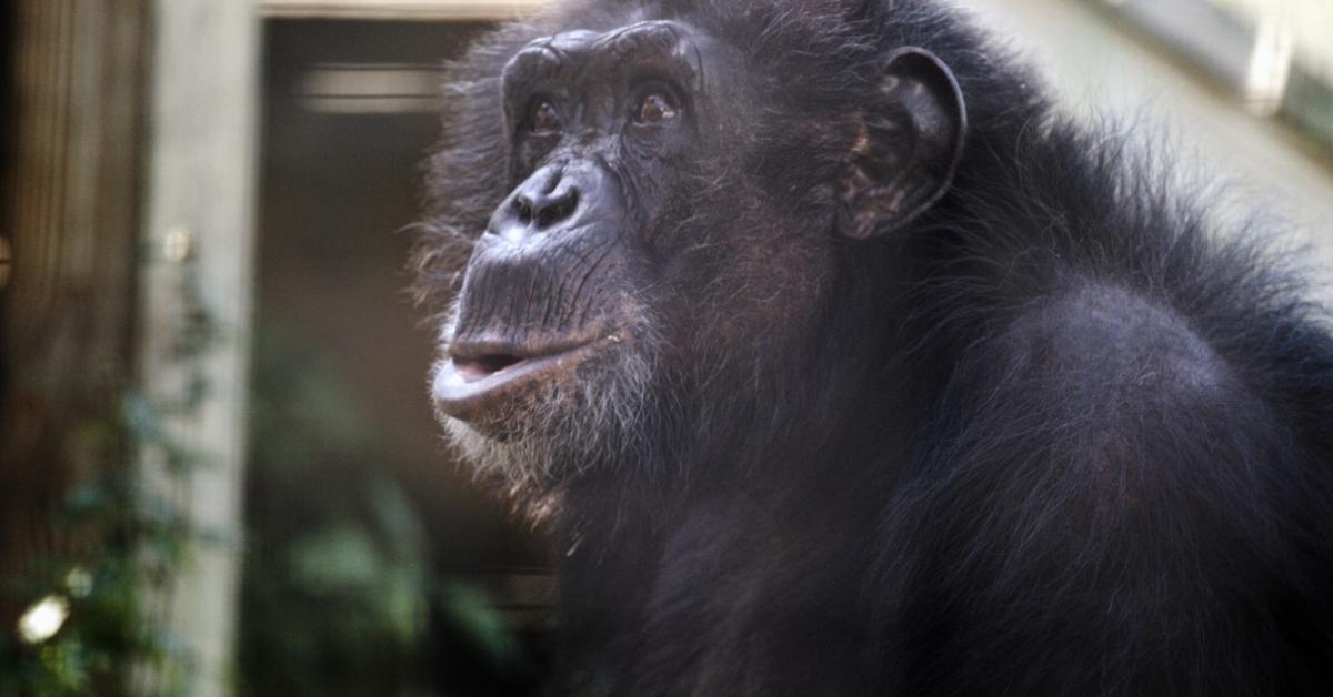 Tonka the chimp