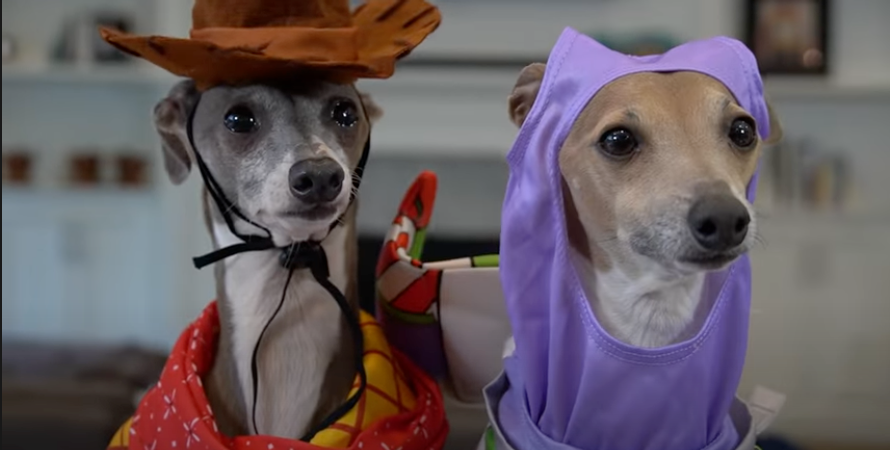 How Are Jenna Marbles And Julien Solomita S Dogs Doing Now