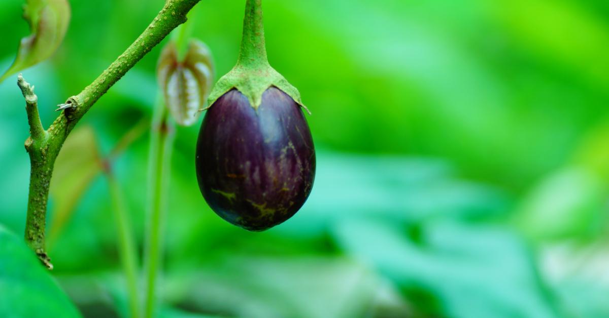 An aubergine