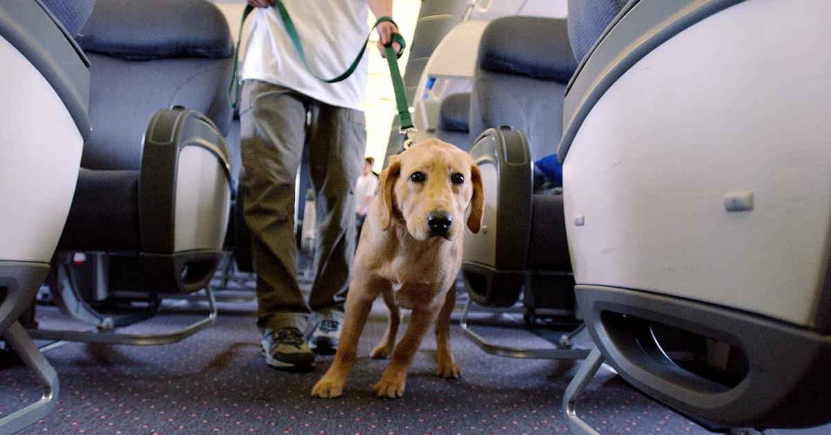 Couple Seated by Farting Dog on Airplane Demands Refund