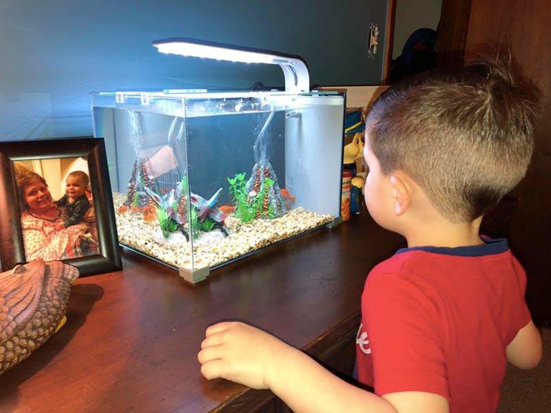 boy pet goldfish