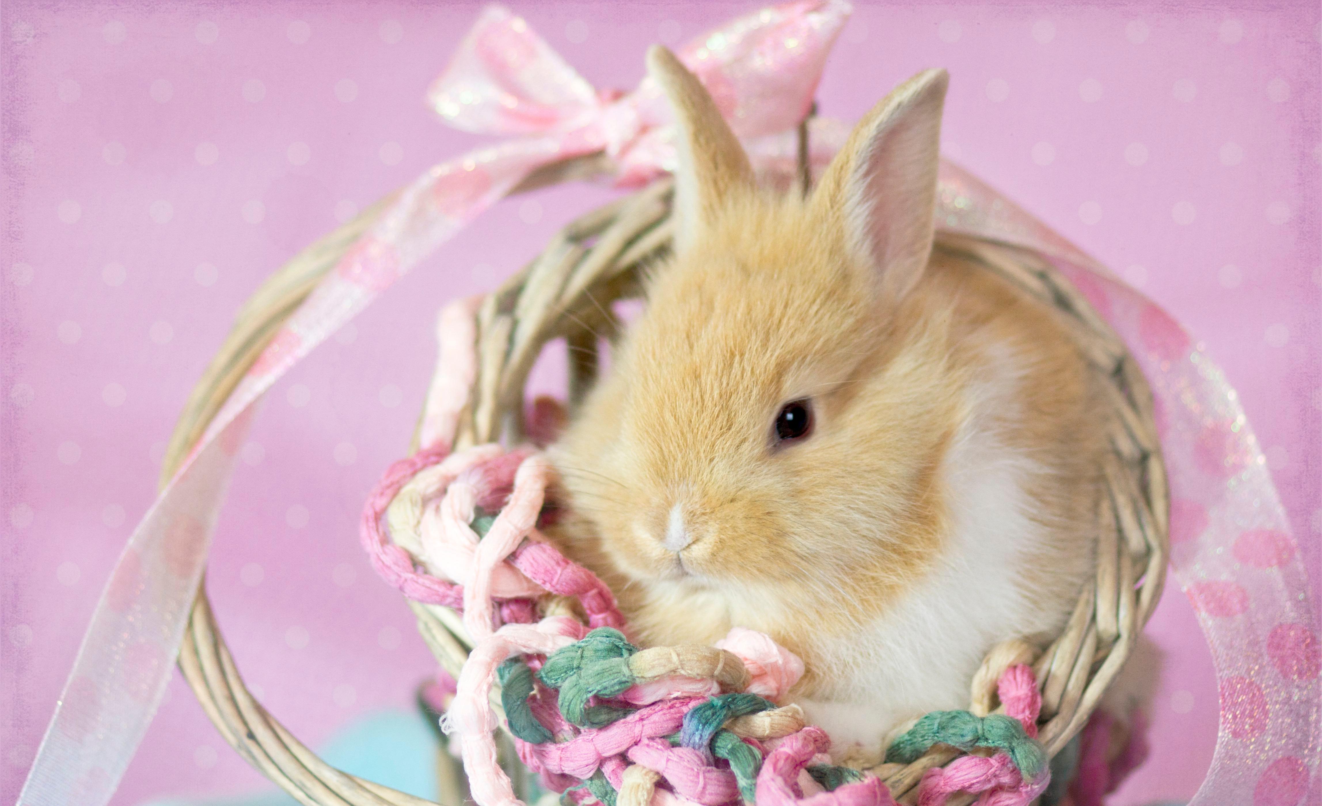A bunny in an Easter basket.