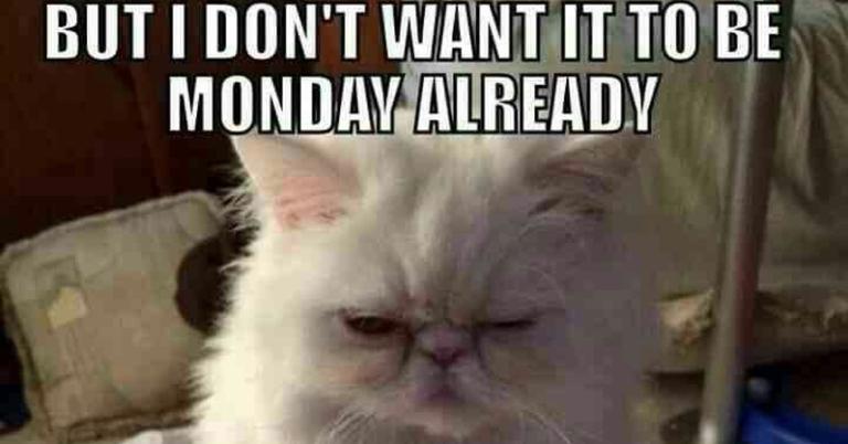 Happy Monday Work Memes: The Funniest Reactions Online