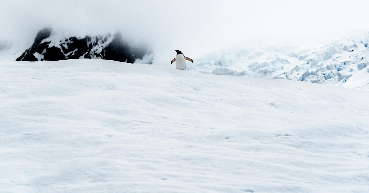 People Want to Know Why the Penguin Goes to the Mountain